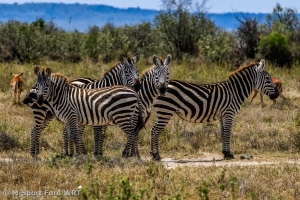 Safari Rally Kenya awaits M-Sport crews