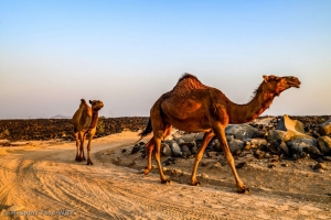 M-Sport heads to Inaugural WRC Rally Saudi Arabia