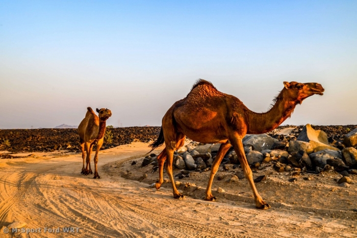 M-Sport heads to Inaugural WRC Rally Saudi Arabia